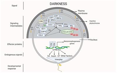 Dark-Induced Hormonal Regulation of Plant Growth and Development